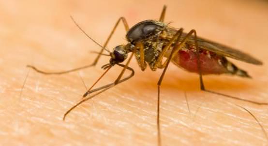 Home-Remedies-for-Malaria-Treatment-Naturally